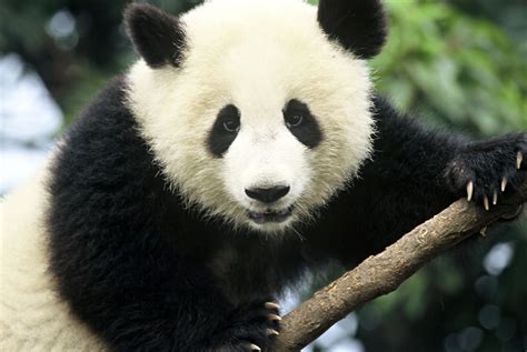 free panda pictures